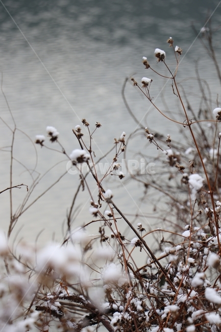 눈꽃,겨울,풍경,마른꽃,호수,겨울,계절,winter,season,식물,자연,plants,nature
