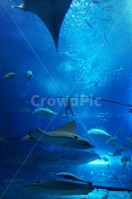 수족관,사람,실루엣,물고기,바다속,수족관속,동물,animal,어류,물고기,fish,사람,인물,인간,human,person