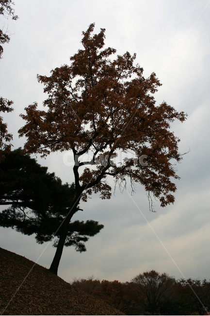 가을,나무,잎,단풍,고독,그림자,하늘,plants,nature,가을,계절,fall,autumn,season,식물,자연,plants,nature,나무,trees,wood,tree,plant,tree trunk,나무 줄기