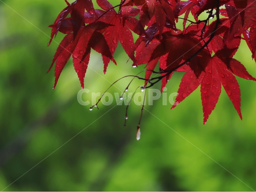 비,홍단풍,물방울,봄,풍경,식물,자연,plants,nature,비,비오는날,rain,rainy