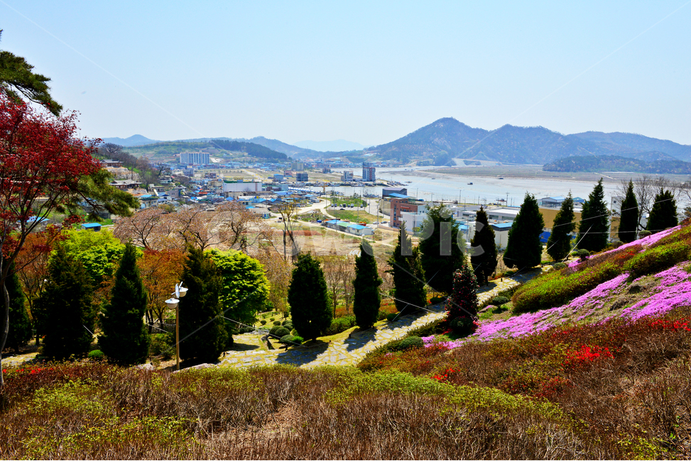 전남,영광,법성포,숲쟁이,숲쟁이마을,fir,전나무,plant,식물,tree,나무,nature,자연,outdoors,옥외