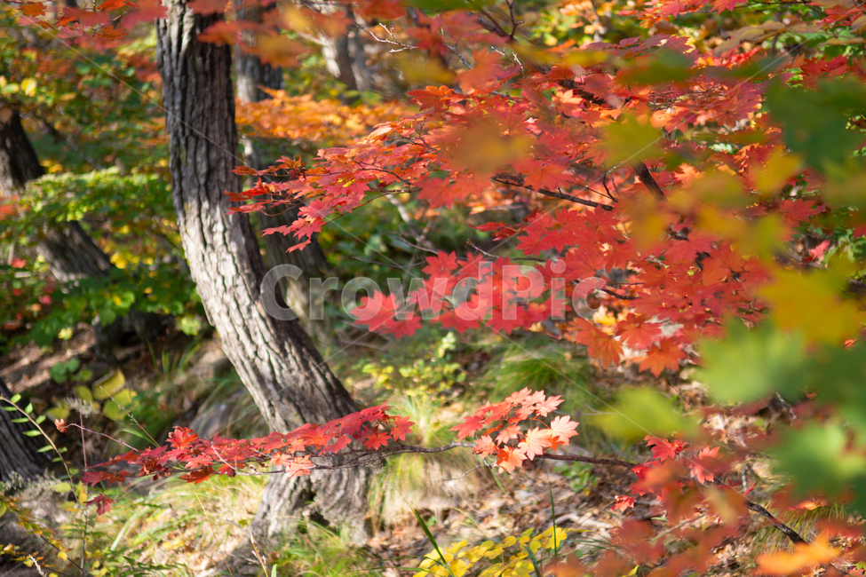 가을,단풍,단풍잎,나뭇잎,주황,빨간,산,자연,풍경,감성,가을,계절,fall,autumn,season,식물,자연,plants,nature,leaf,잎,plant,tree,나무,maple