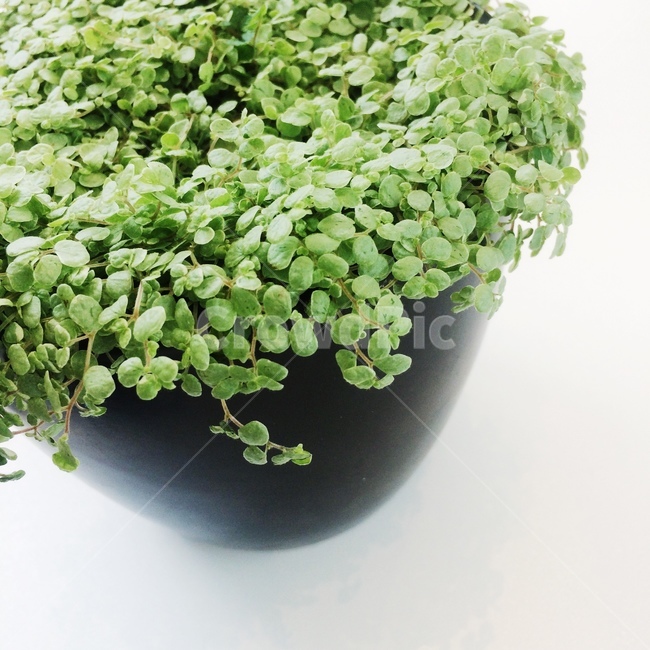 식물,화분,초록,순수,깨끗함,식물,자연,plants,nature,실내용화초,화분,화초,house plant