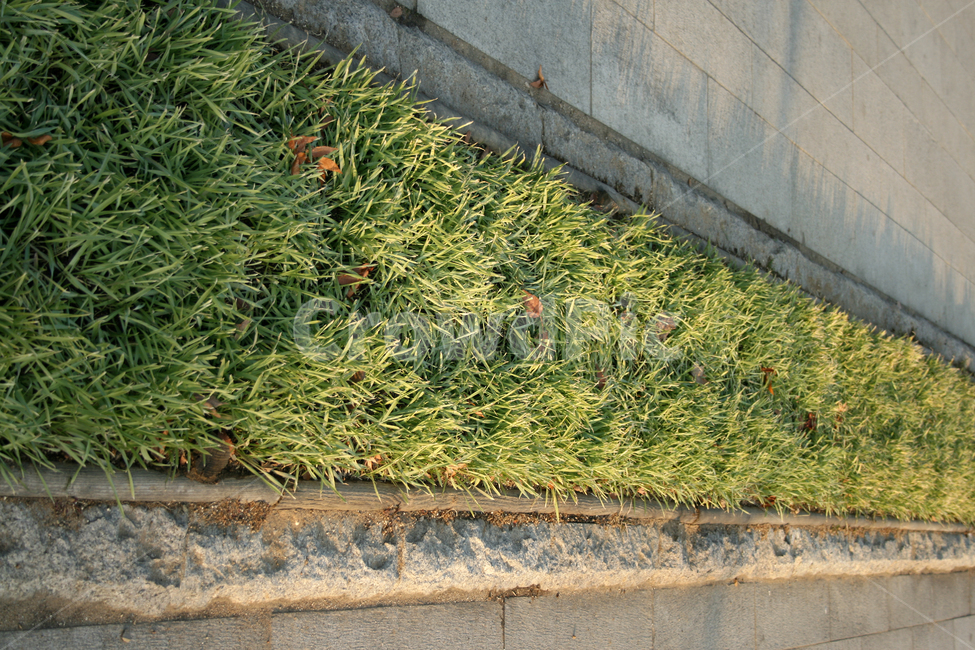 잔디,초록,길,식물,plants,nature,식물,자연,plants,nature