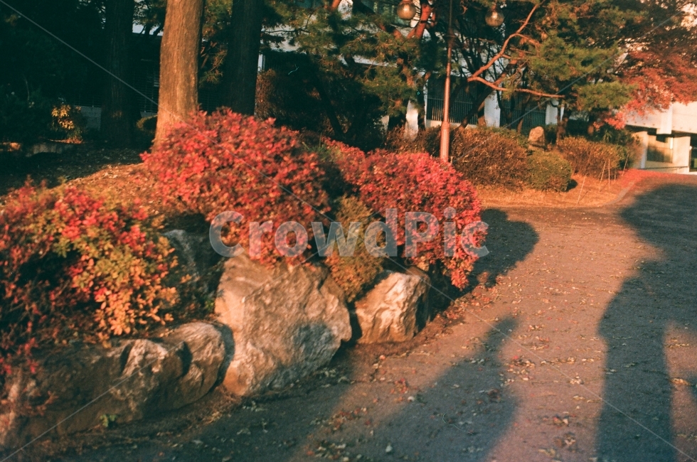 빨강,풀,나무,붉은색,그림자,오후,식물,자연,plants,nature,감성,sensible,feeling