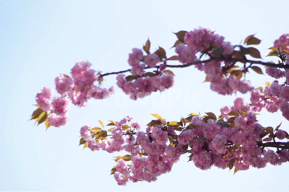 겹벚꽃,왕벚꽃,핑크,봄,하늘,풍경,봄,계절,spring,season,식물,자연,plants,nature,꽃,flower,plant,blossom