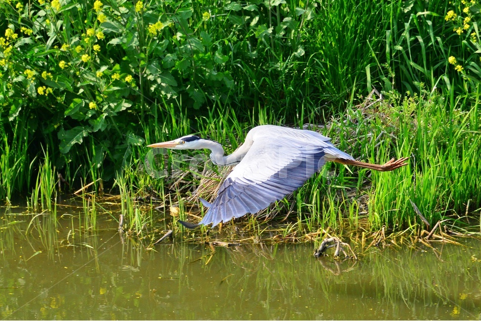 animal,동물,bird,새,waterfowl,물새,stork,황새,하천,강변,왜가리,백로,비상,동물,animal,조류,새,birds