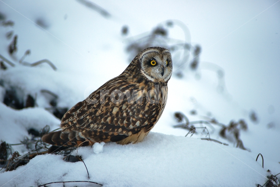 쇠부엉이,조류,맹금류,설경,철새,겨울,계절,winter,season,동물,animal,조류,새,birds