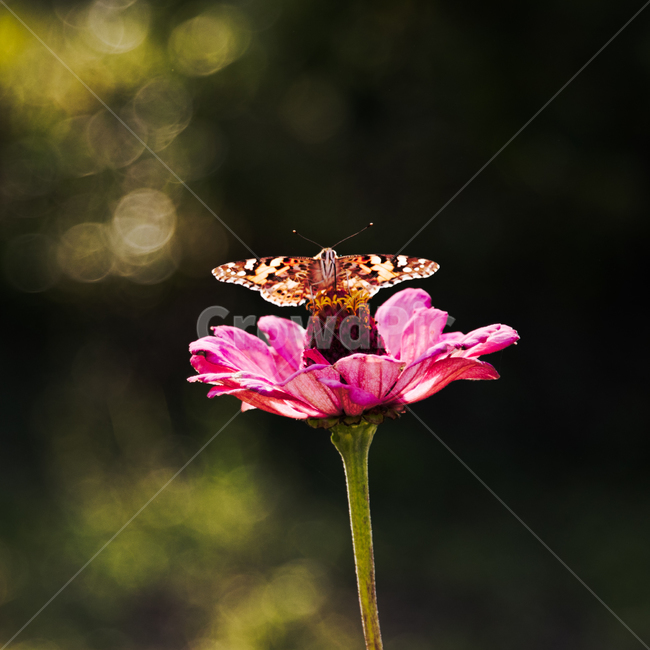 곤충,나비,꽃,호랑나비,가을,봄,꽃에앉은나비,분홍,핑크,식물,butterfly,flower,식물,자연,plants,nature,꽃,flower,동물,animal,곤충,벌레,insect,bug