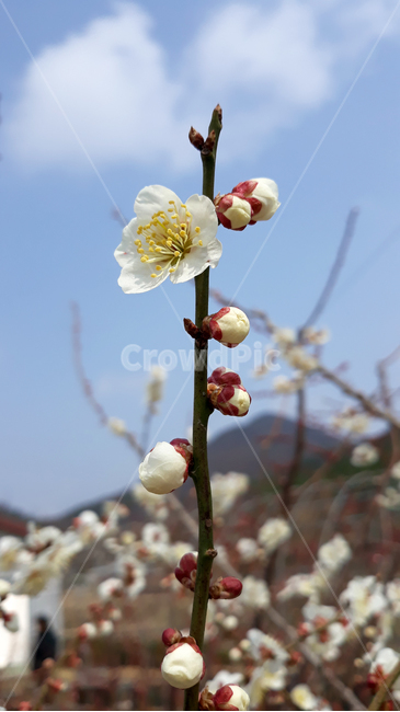 식물,자연,꽃봉우리,꽃망울,꽃,플라워,하늘,낮,봄,봄꽃,매실나무,매화,매화나무,흰색,화이트,하얀색,나뭇가지,가지,줄기,수술,꽃술,나무,식물,자연,plants,nature,꽃,flower
