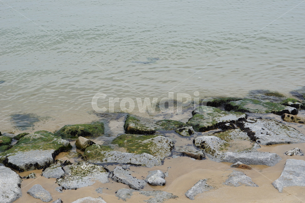 자연,해변,바다,동해바다,beach,이끼