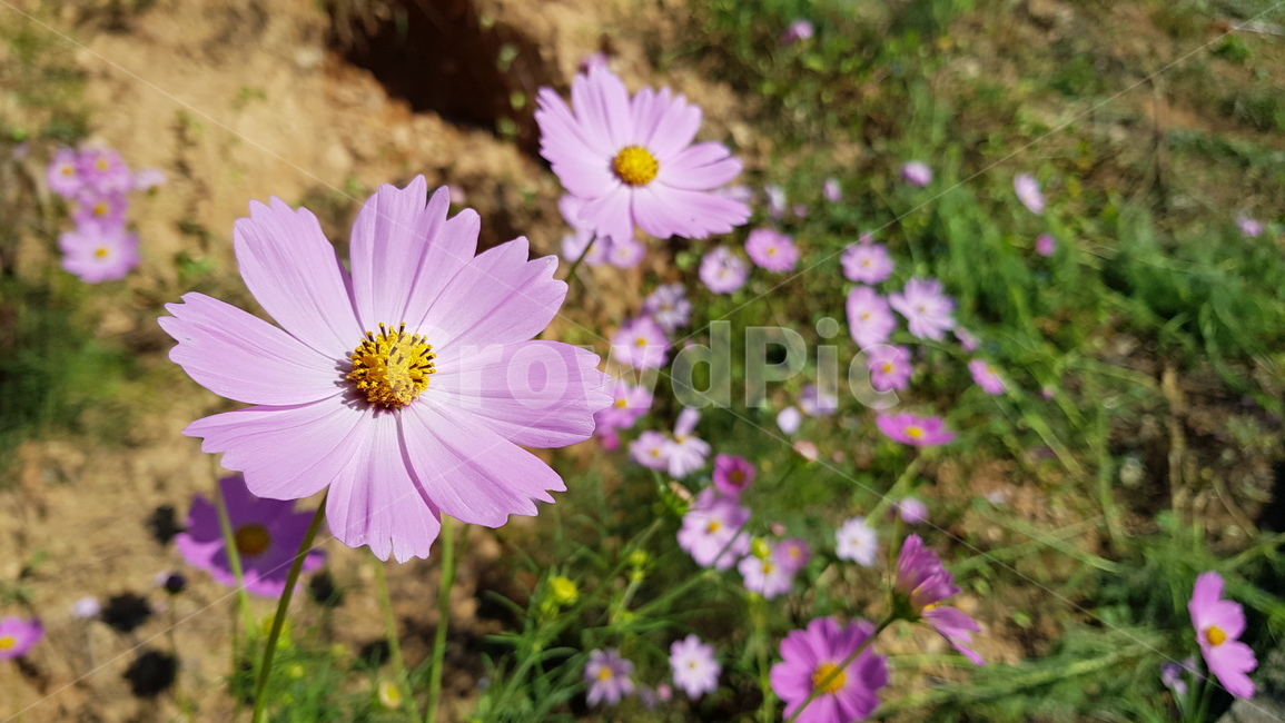 꽃,식물,코스모스,가을,자연,sunlight,sunny,맑은,flower,fall,cosmos,활짝,산책,walk,조용,rest,healing