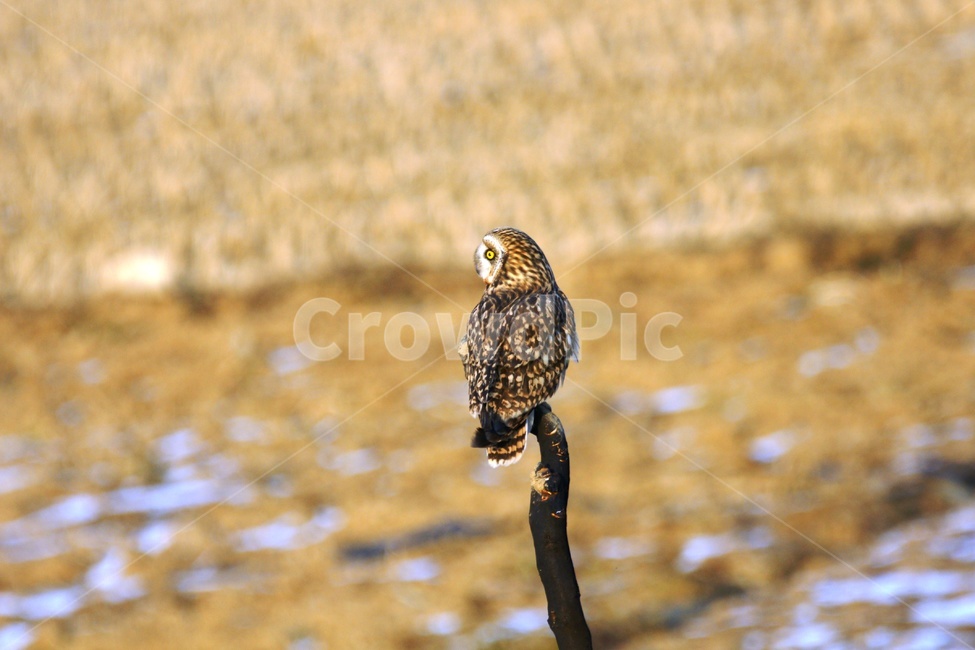 쇠부엉이,맹금류,조류,철새,새,동물,animal,조류,새,birds