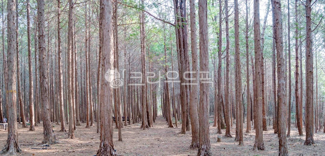 식물,나무,편백나무,편백나무숲,산,숲,수풀,빛,햇빛,힐링,힐링숲,정원수,피톤치드,나무향