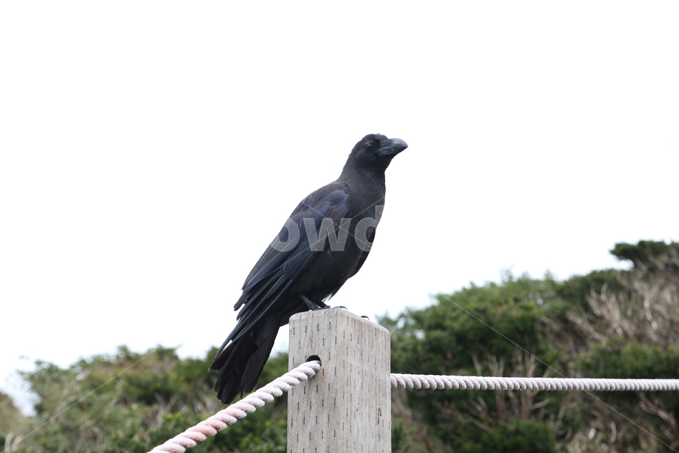 까마귀,동물,새,까만새,조류,동물,animal,조류,새,birds