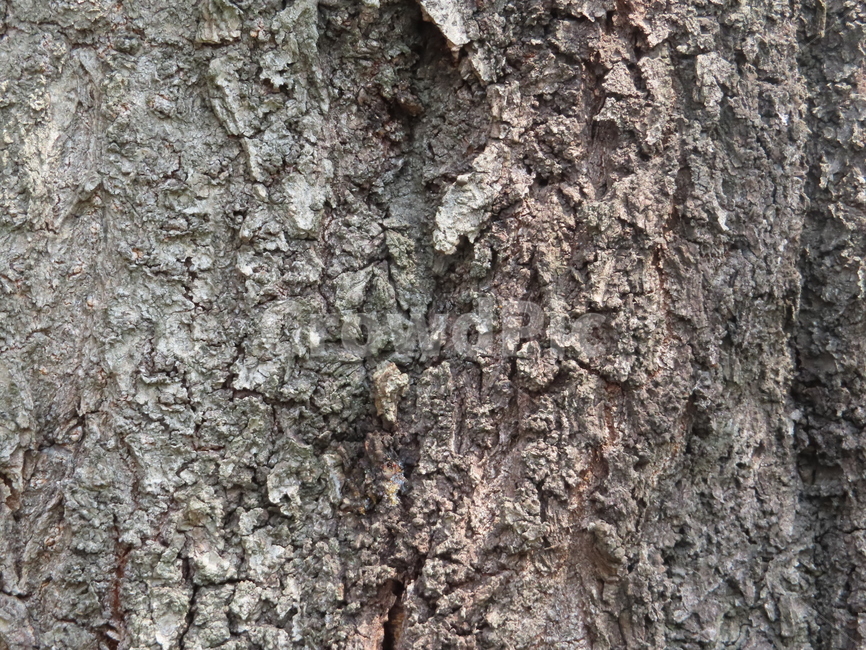 나무,통나무,피부,껍질,식물,내추럴,갈라짐,tree,log,skin,bark,plant,natural,crack,나무,trees,wood,텍스처,질감,패턴,texture,pattern