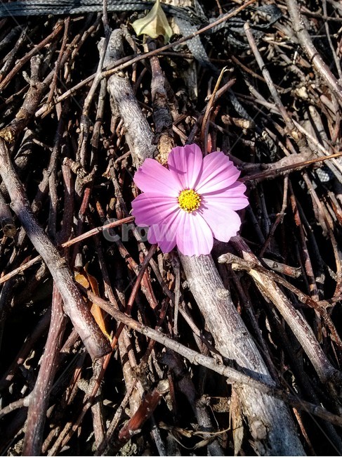 자연,감성,가을,코스모스,분홍,꽃,flower