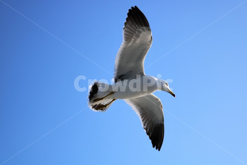 bird,새,seagull,갈매기,동물,동물,animal,조류,새,birds