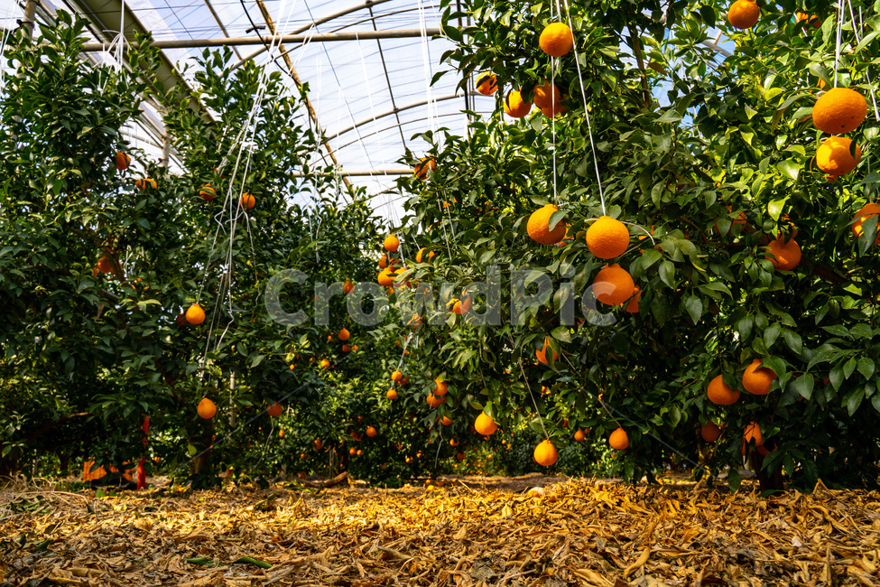 mandarin,citrus fruits,Red scent,Fruit,nature,fruit,Hallabong,Orange,food,vitamin,tangerines,orange,citrusfruit,house tangerines,Cheonhyehyang,plant,fresh,Jeju tangerines,hallabong