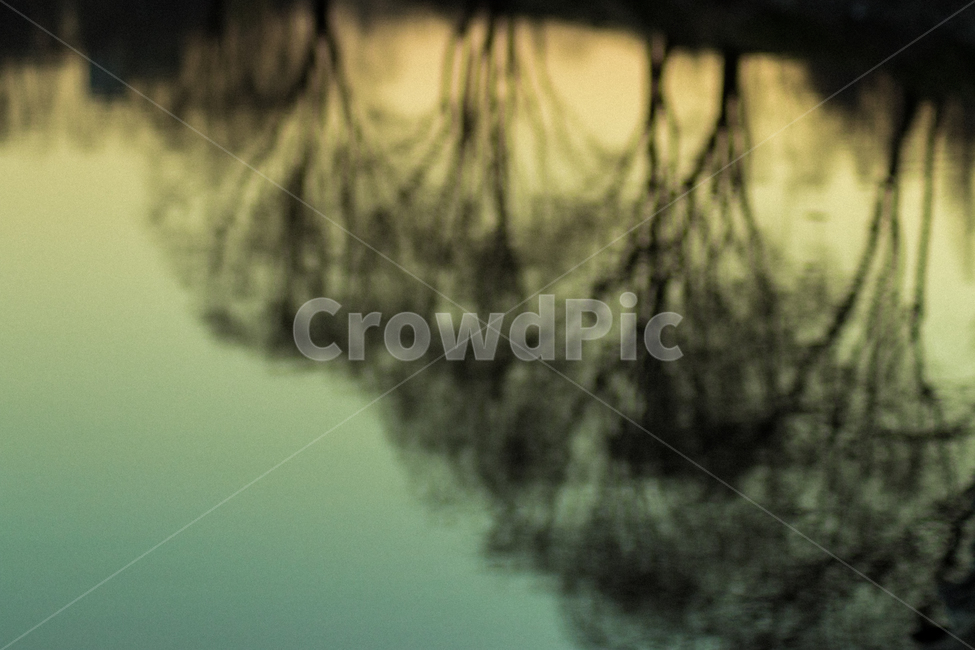 water,물,나무,자연,tree,natrue,reflection