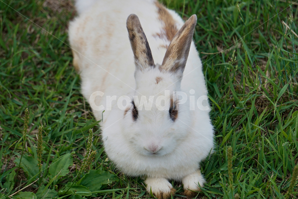 토끼,동물,야생,초식동물,포유류,자연,nature,rabbit,animal,야생동물,plant,식물,동물,animal,포유류,mammal