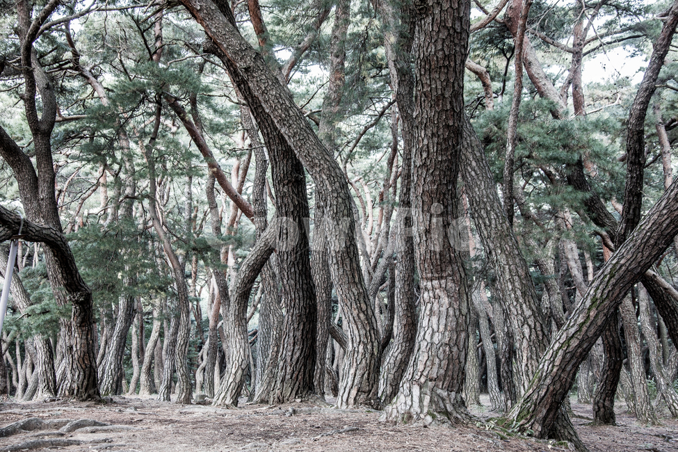숲,소나무숲,삼릉숲,소나무,나무,식물,자연,plants,nature,나무,trees,wood