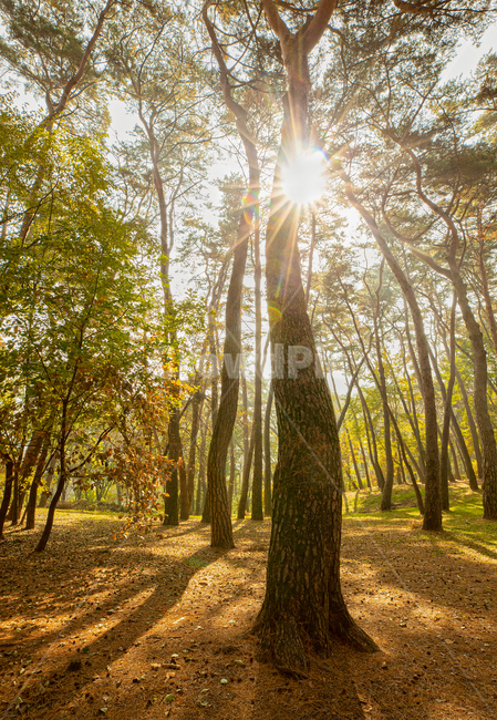 flare,plant,나무,소나무,tree,light,자연,nature,숲,소나무숲,자연,풍경,nature,landscape,식물,plants,나무,trees,wood,휴식,힐링,rest,relaxation,healing
