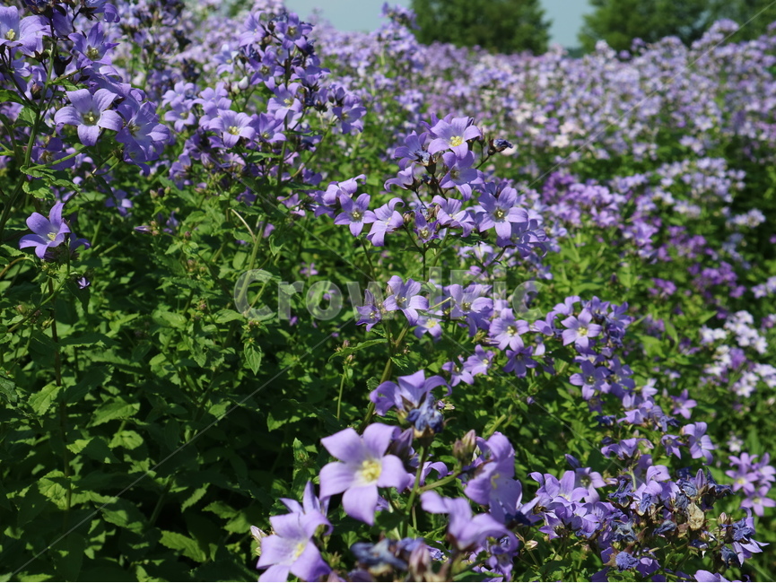 꽃,보라,여름,파랑,자연,식물,자연,plants,nature,꽃,flower