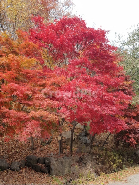 tree,나무,단풍,maple,plant,가을,계절,fall,autumn,season,식물