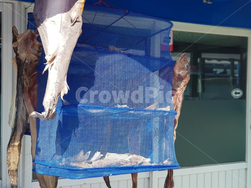 말린생선,생선,포,fish,어업,바닷가
