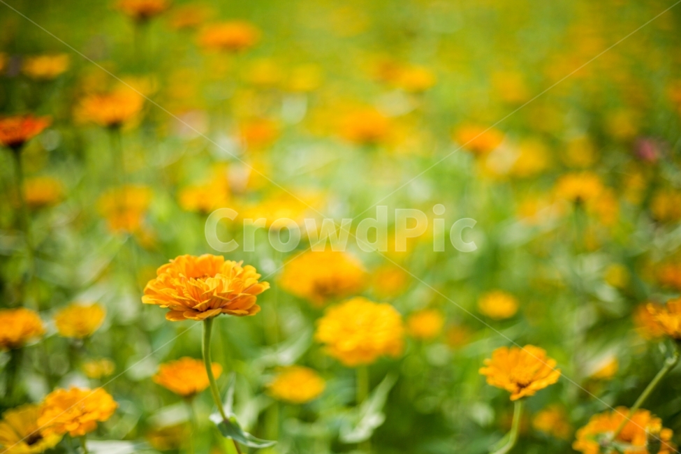 국화,꽃,노랑,아웃포커싱,몽환적,초록,식물,자연,plants,nature,꽃,flower,감성,sensible,feeling