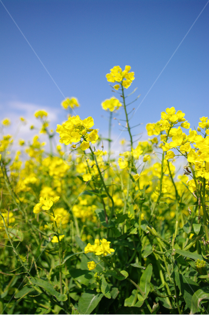 유채꽃,꽃밭,꽃,봄,flower,봄,계절,spring,season,식물,자연,plants,nature,꽃,flower,field,들,grassland,목초지,outdoors,옥외
