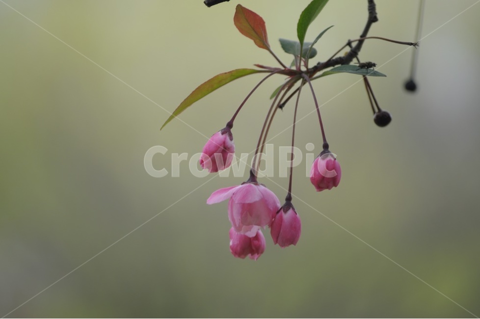 수사사과,꽃사과,애기사과,사과꽃,분홍꽃,식물,자연,plants,nature,꽃,flower