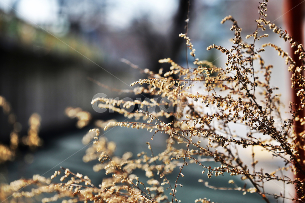 가을,나무,식물,자연풍경,감성사진,가을,계절,fall,autumn,season,식물,자연,plants,nature,감성,sensible,feeling,grass,잔디,plant,lawn