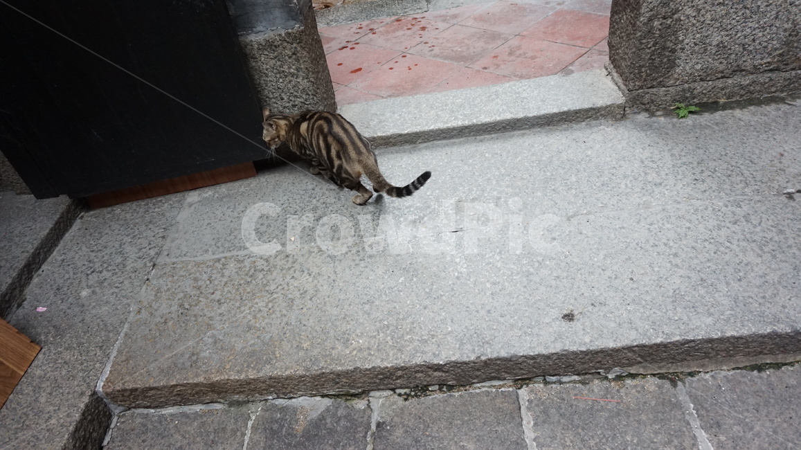 고양이,고양,캣,냥냥,동물,귀여움,동물,animal,포유류,mammal,고양이,cat,kitten,kitty