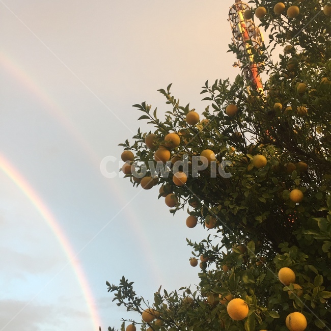 무지개,rainbow,tree,lemon,pastel,fruit,감귤류과일,자연,쌍무지개,감성,감성사진