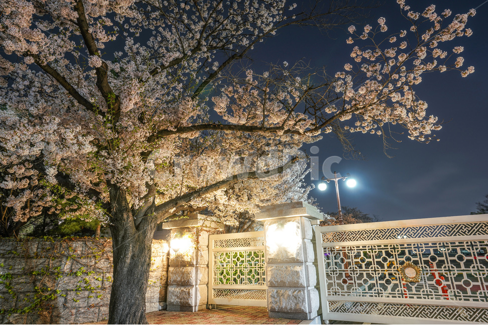 여의도,윤중로,벚꽃축제,벚꽃길,벚꽃,CherryBlossom,야경,야화,nightview,natural,landscape,식물,봄,배경,자연,서울벚꽃,서울명소,힐링,spring,하얀꽃,splendor,화사,flowers,나무,trees,wood,축제,봄,계절,spring,season,야경,밤,풍경,nightscape,night,landscape,식물,자연,plants,nature,나무,trees,wood