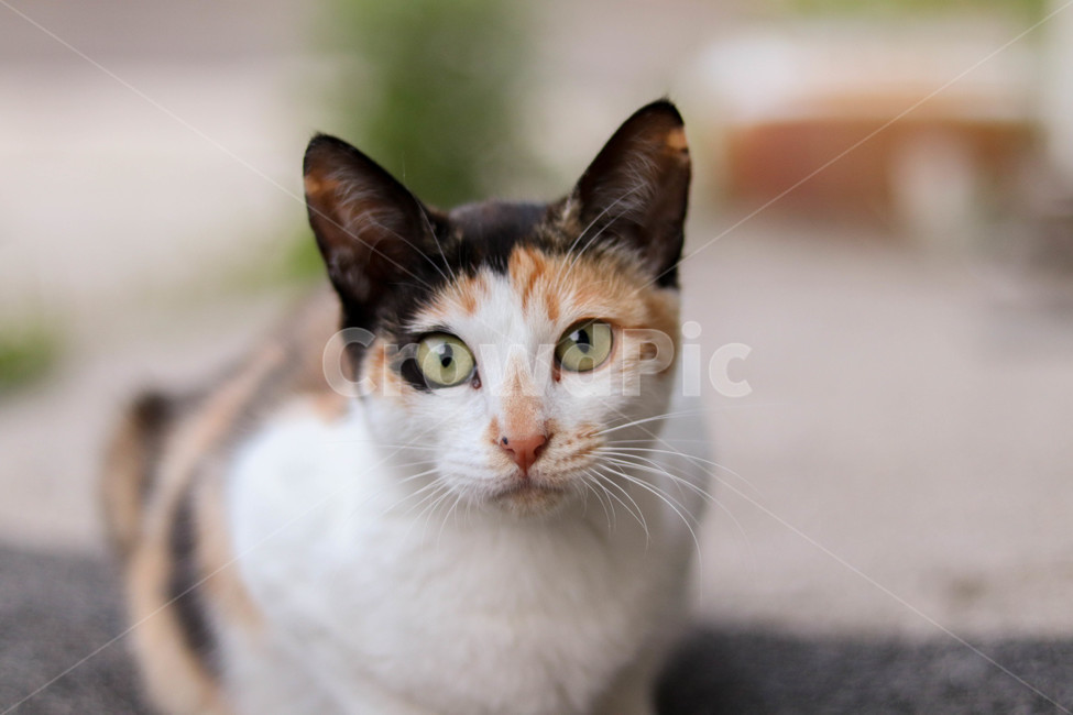 고양이,cat,길고양이,삼색냥이,삼색,자연,동물,animal,포유류,mammal,고양이,cat,kitten,kitty