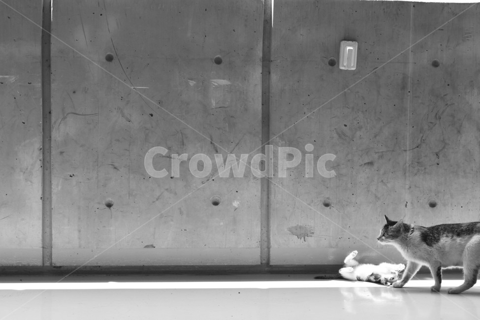 고양이,길고양이,길냥이,새끼고양이,cat,어미와새끼,어미고양이,kitten,streetcat,wildcat,family,animal,동물,가족,care,유기묘,반려묘,pet,아기고양이,동행,동물,animal,포유류,mammal,고양이,cat,kitten,kitty,가족,패밀리,family,흑백,모노톤,monochrome,black and white