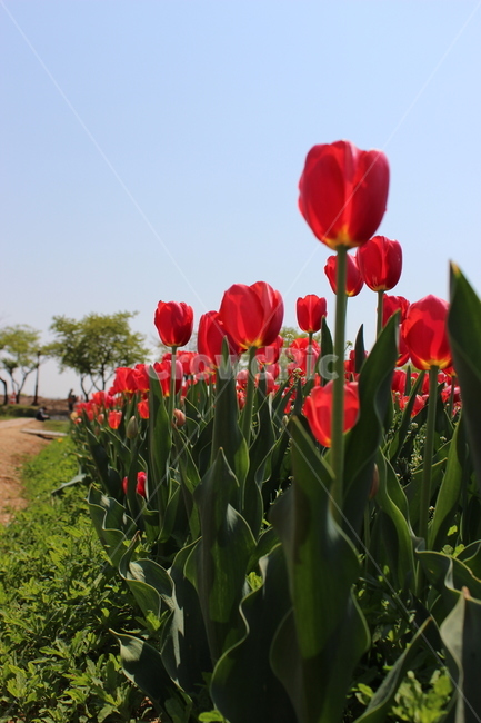 튤립,꽃,정물,화사,접사,봄,계절,spring,season,식물,자연,plants,nature,꽃,flower,plant,blossom