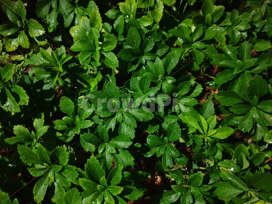 비,이슬,공원,숲,밤,나뭇잎,풀,비온뒤,녹색,자연,풀잎,green,eco,afterrain,park,forest,식물,자연,plants,nature