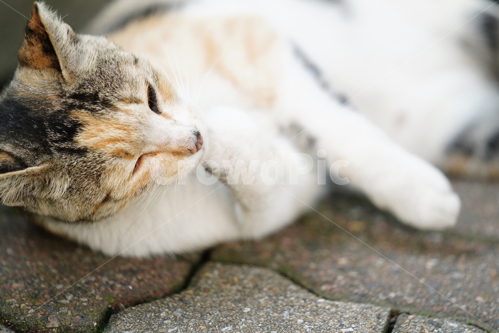 cat,고양이,동물,생물,생명,포유류,거리,animal,동물,animal,포유류,mammal,고양이,cat,kitten,kitty
