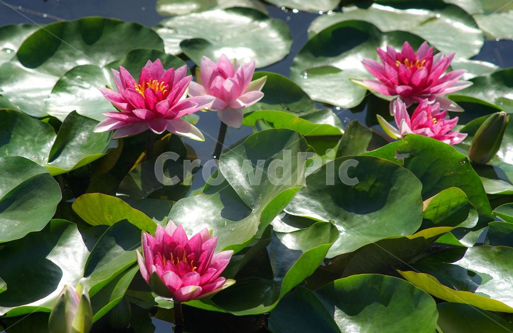 수련,연,연밭,수생,식물,연꽃,식물,자연,plants,nature,꽃,flower