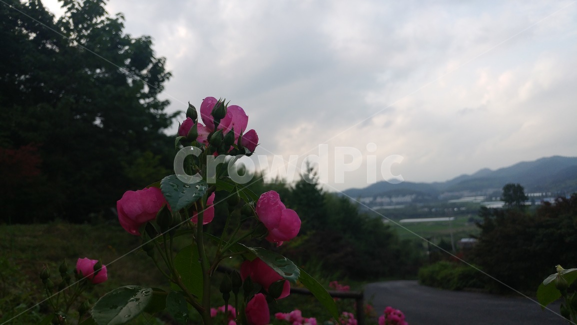 꽃,하늘,풍경,역광,자연,flower,sky,plant