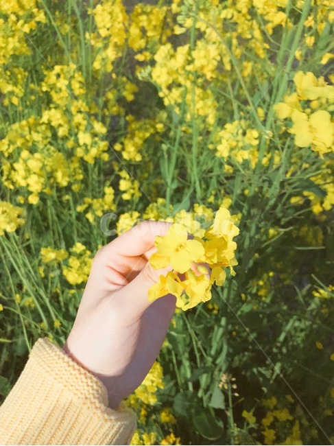 유채꽃,여자손,손,노랑,꽃,노란꽃,봄,분위기