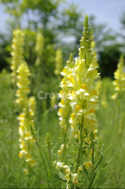 꽃,flower,식물,plant,계절,봄,spring,식물,자연,plants,nature,꽃,flower