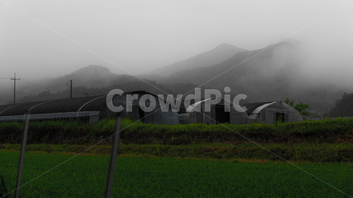 비닐하우스,밭,안개,여름,시골,시골,마을,풍경,landscape,country,rural,town,농업,농사,agriculture,farming,farming industry