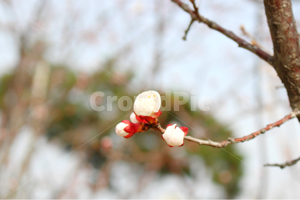 감성사진,봄,풍경사진,매화,꽃,하늘,자연,풍경,daily,flower,pink,spring,봄,계절,spring,season,식물,자연,plants,nature,꽃,flower,plant