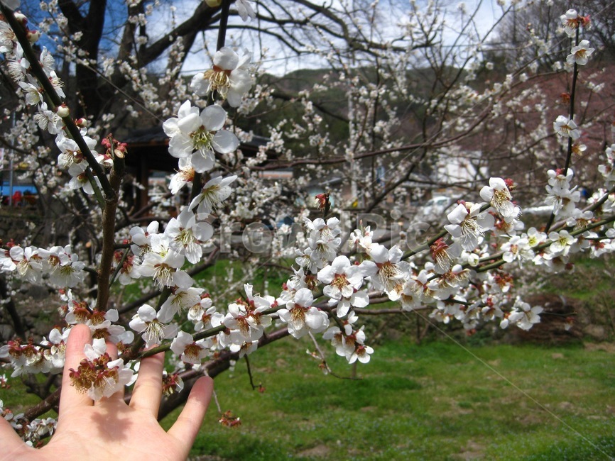 봄꽃,꽃,봄,flower,blossom,꽃송이,매화,십리벚꽃