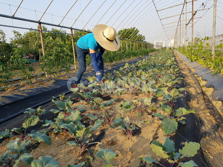 농사,농부,여성농부,수확,채소,귀농,산업,industry,industrial,농업,농사,agriculture,farming,farming industry